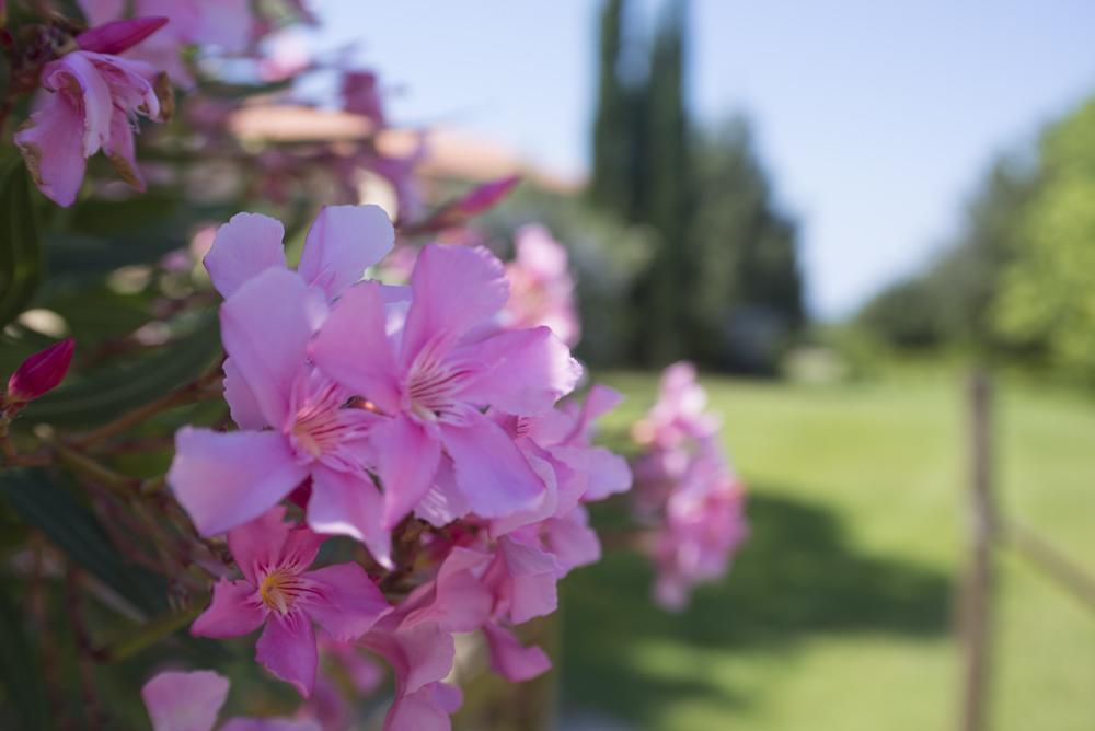 Agriturismo Le Vallette 毕博纳 外观 照片